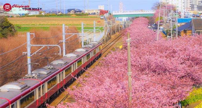 Tour Nhật Bản Cung Đường Tokyo - Núi Phú Sĩ Tết Nguyên Đán 2027